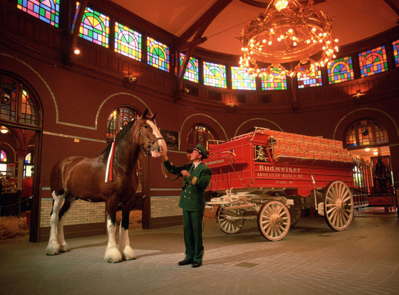Budweiser, Clydesdales Budweiser, Clydesdales